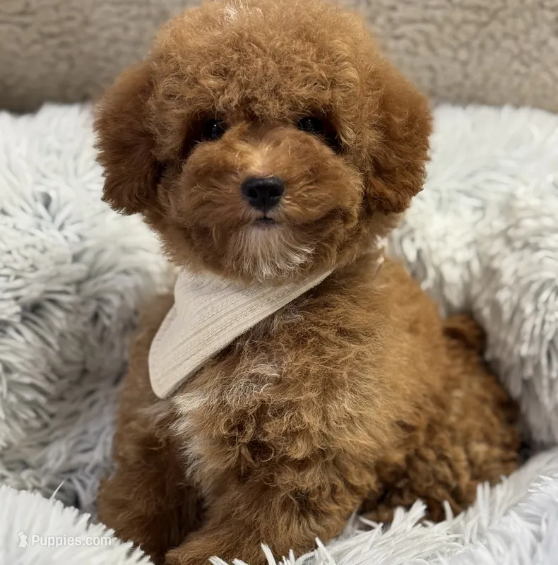 Pierre – Poodle - Toy , Miniature Goldendoodle puppy for sale in Monee, IL
