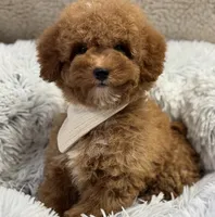 Pierre, a male Poodle - Toy  and Miniature Goldendoodle for sale in Monee, IL – 4 of 5