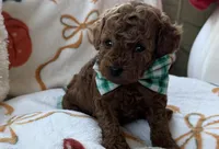 Tater AKC Tiny Toy, a male Poodle - Toy  for sale in Monee, IL – 2 of 6