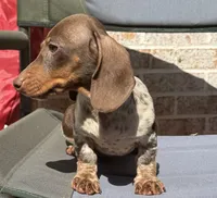 Sebastian , a male Miniature Dachshund for sale in Monee, IL – 6 of 6