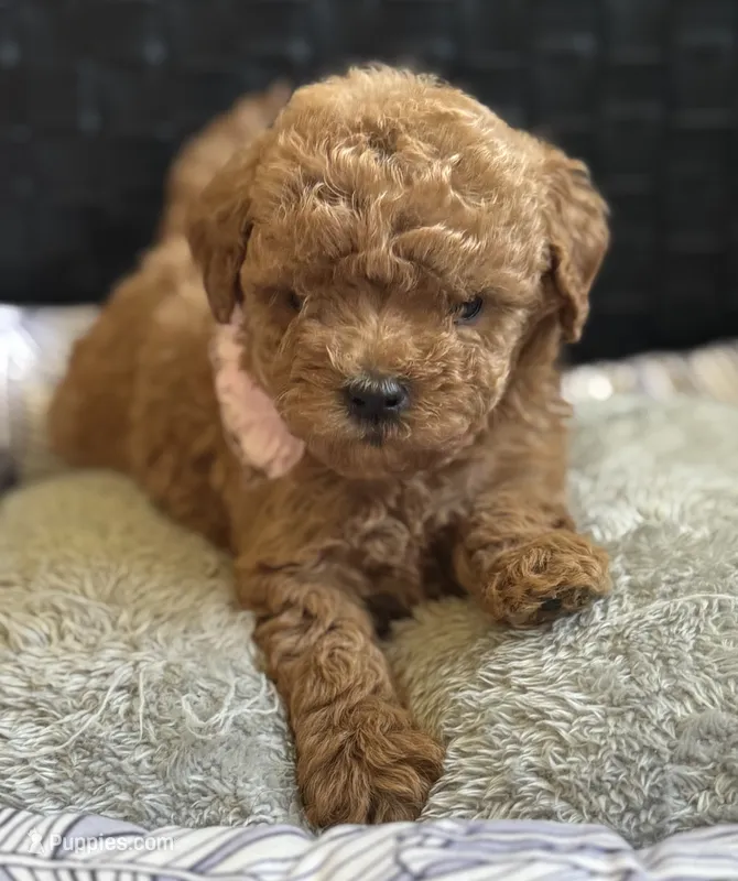 Pixie – Poodle - Toy , Miniature Goldendoodle puppy for sale in Monee, IL