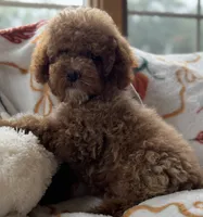Pico Toy, a male Poodle - Toy  for sale in Monee, IL – 2 of 6