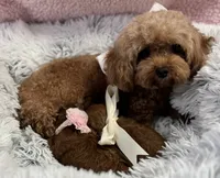 Tiny babies, a female Poodle - Toy  for sale in Monee, IL – 2 of 8