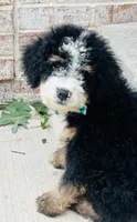 Hugo, a male Miniature Bernedoodle for sale in Monee, IL – 4 of 5