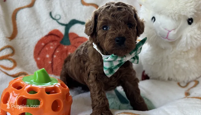 Tater AKC Tiny Toy – Poodle - Toy  puppy for sale in Monee, IL