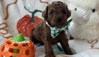 Tater AKC Tiny Toy, a male Poodle - Toy  for sale in Monee, IL – 1 of 6