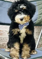 Murphy , a male Poodle - Miniature  and Miniature Bernedoodle for sale in Monee, IL – 3 of 4