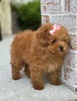 Rose AKC, a female Poodle - Toy  for sale in Monee, IL – 2 of 5