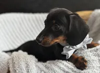 Chico AKC, a male Miniature Dachshund for sale in Monee, IL – Photo 3 of 4