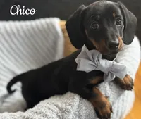 Chico AKC, a male Miniature Dachshund for sale in Monee, IL – Photo 2 of 4