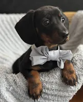 Chico AKC, a male Miniature Dachshund for sale in Monee, IL – Photo 4 of 4