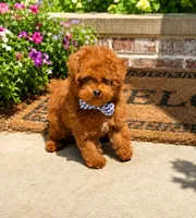 Tiny Mochi AKC, a male Poodle - Toy  for sale in Monee, IL – 2 of 7