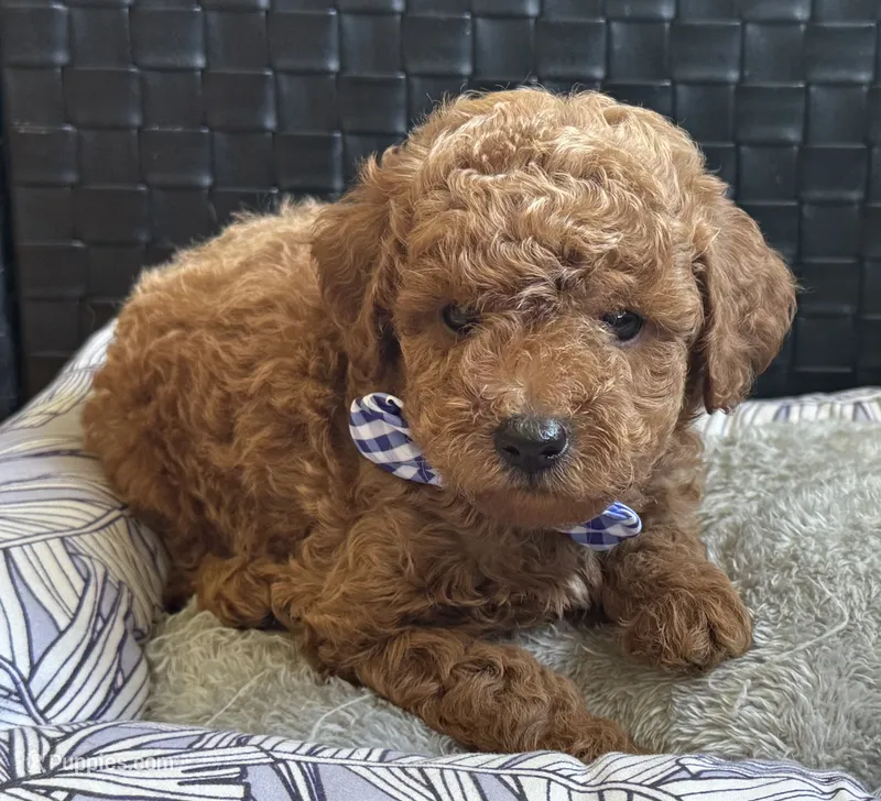 Preston – Poodle - Toy , Miniature Goldendoodle puppy for sale in Monee, IL
