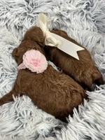 Tiny babies, a female Poodle - Toy  for sale in Monee, IL – 4 of 8