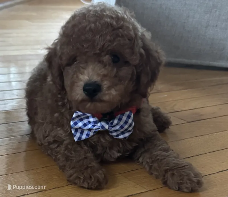 Preston – Poodle - Toy , Miniature Goldendoodle puppy for sale in Monee, IL