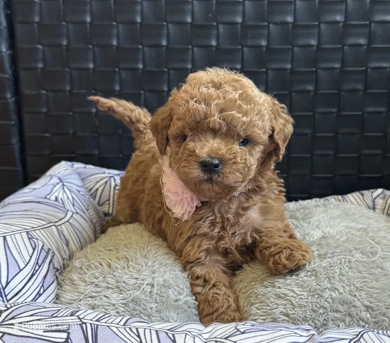 Pixie – Poodle - Toy , Miniature Goldendoodle puppy for sale in Monee, IL