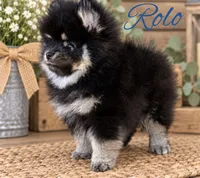 Rolo(tiny), a male Pomeranian for sale in Monee, IL – 4 of 4