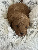 Pierre, a male Poodle - Toy  and Miniature Goldendoodle for sale in Monee, IL – 4 of 5