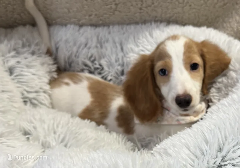 Stogie AKC  – Miniature Dachshund puppy for sale in Monee, IL