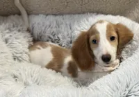 Stogie AKC , a male Miniature Dachshund for sale in Monee, IL – 1 of 5