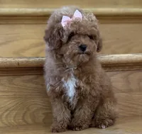 Lilly AKC, a female Poodle - Toy  for sale in Monee, IL – 3 of 5