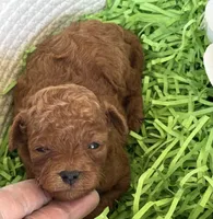Kale, a male Cavapoo and Poodle - Toy  for sale in Monee, IL – 1 of 5