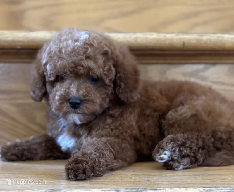 August AKC – Poodle - Toy  puppy for sale in Monee, IL