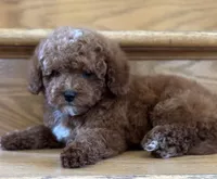August AKC, a male Poodle - Toy  for sale in Monee, IL – 1 of 4