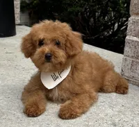 Ollie AKC, a male Poodle - Toy  for sale in Monee, IL – 5 of 6