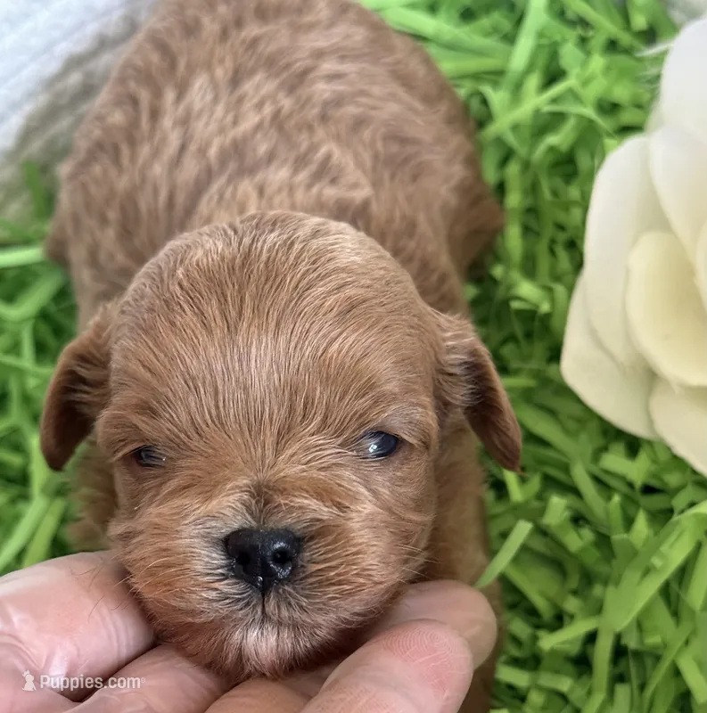 Kashmir – Cavapoo, Poodle - Toy  puppy for sale in Monee, IL