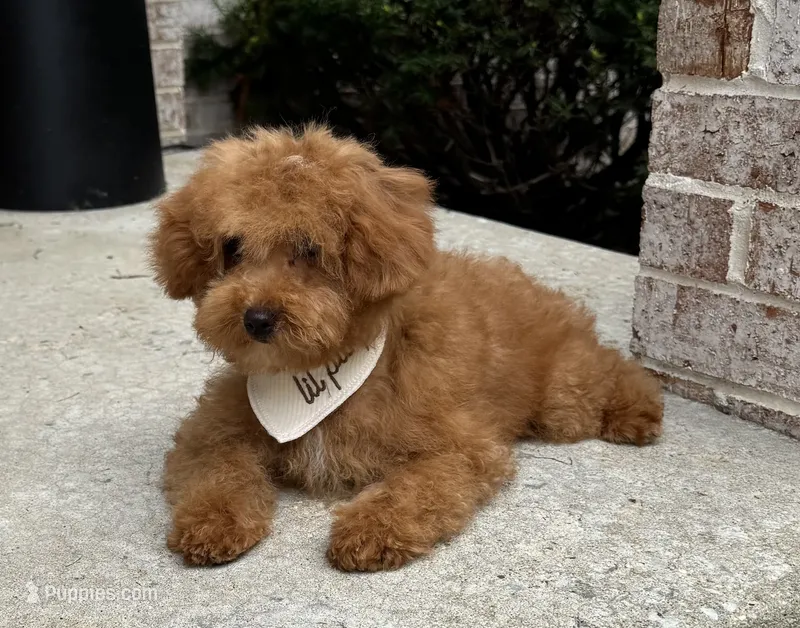 Ollie AKC – Poodle - Toy  puppy for sale in Monee, IL