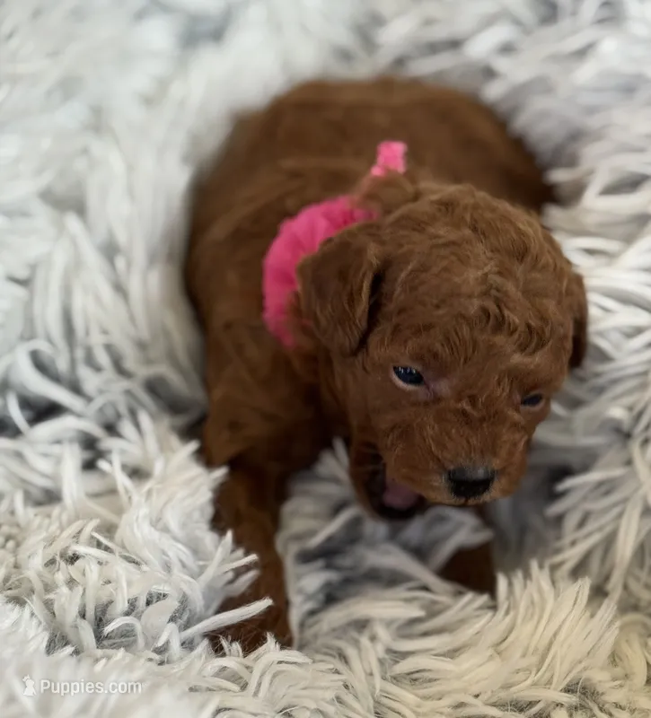 Pippa – Poodle - Toy , Miniature Goldendoodle puppy for sale in Monee, IL