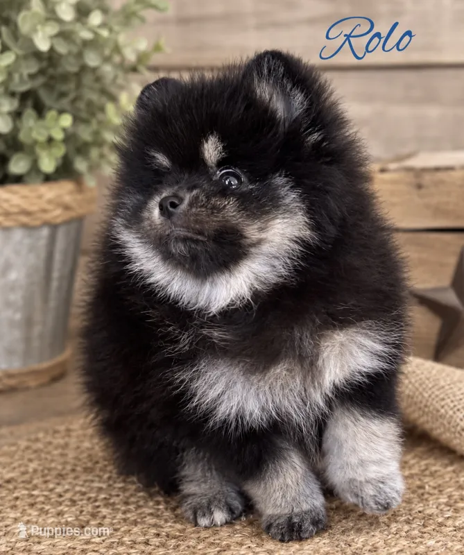 Rolo(tiny) – Pomeranian puppy for sale in Monee, IL