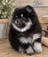 Rolo(tiny), a male Pomeranian for sale in Monee, IL – 1 of 4