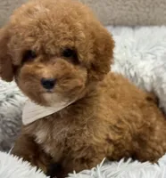 Pierre, a male Poodle - Toy  and Miniature Goldendoodle for sale in Monee, IL – 3 of 5