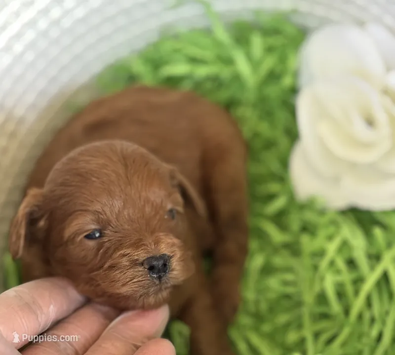 Kenzo – Cavapoo, Poodle - Toy  puppy for sale in Monee, IL