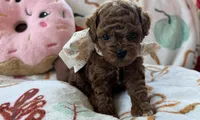 Tulip AKC Tiny Toy, a female Poodle - Toy  for sale in Monee, IL – 1 of 6