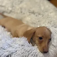 Oscar, a male Miniature Dachshund for sale in Monee, IL – Photo 2 of 3