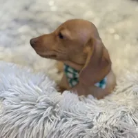 Oscar, a male Miniature Dachshund for sale in Monee, IL – Photo 3 of 3