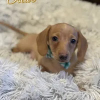 Oscar, a male Miniature Dachshund for sale in Monee, IL – Photo 1 of 3