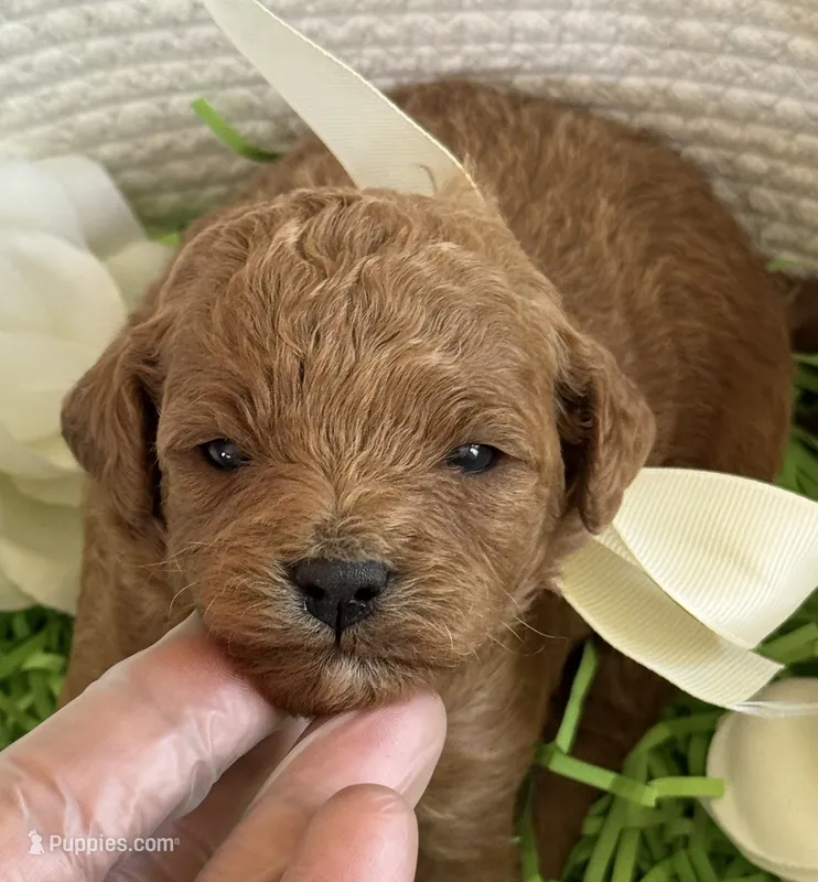 Kara – Cavapoo, Poodle - Toy  puppy for sale in Monee, IL