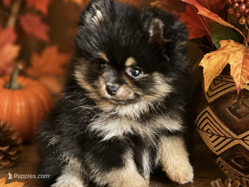 Raven(Tiny) – Pomeranian puppy for sale in Monee, IL