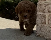 Pico , a male Poodle - Toy  for sale in Monee, IL – 2 of 6