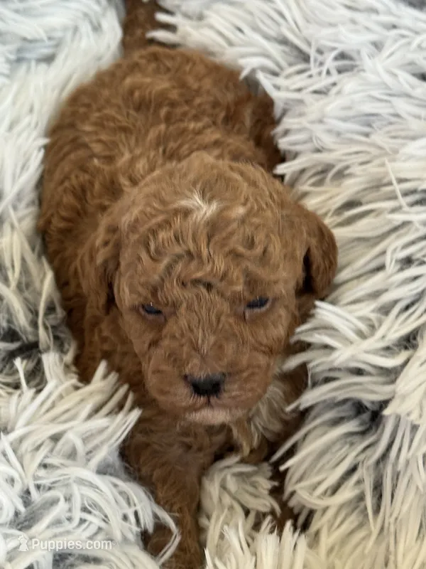 Pierre – Poodle - Toy , Miniature Goldendoodle puppy for sale in Monee, IL