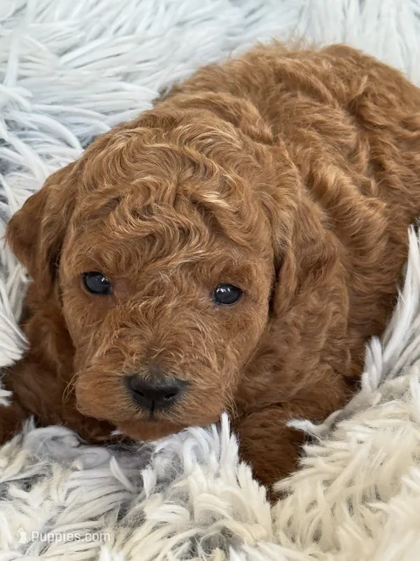 Preston – Poodle - Toy , Miniature Goldendoodle puppy for sale in Monee, IL