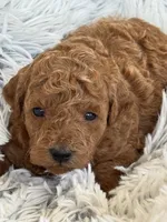 Preston, a male Poodle - Toy  and Miniature Goldendoodle for sale in Monee, IL – 1 of 4