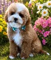 Leo AKC, a male Poodle - Toy  for sale in Monee, IL – 3 of 3