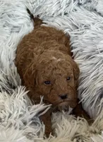 Pierre, a male Poodle - Toy  and Miniature Goldendoodle for sale in Monee, IL – 5 of 5
