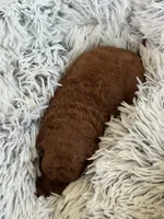 Piper, a male Poodle - Toy  and Miniature Goldendoodle for sale in Monee, IL – 3 of 4