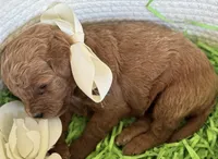 Kara, a female Cavapoo and Poodle - Toy  for sale in Monee, IL – 4 of 4